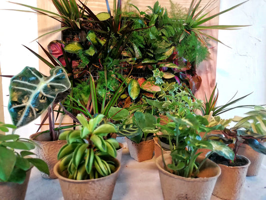 Les bienfaits des plantes d'intérieur