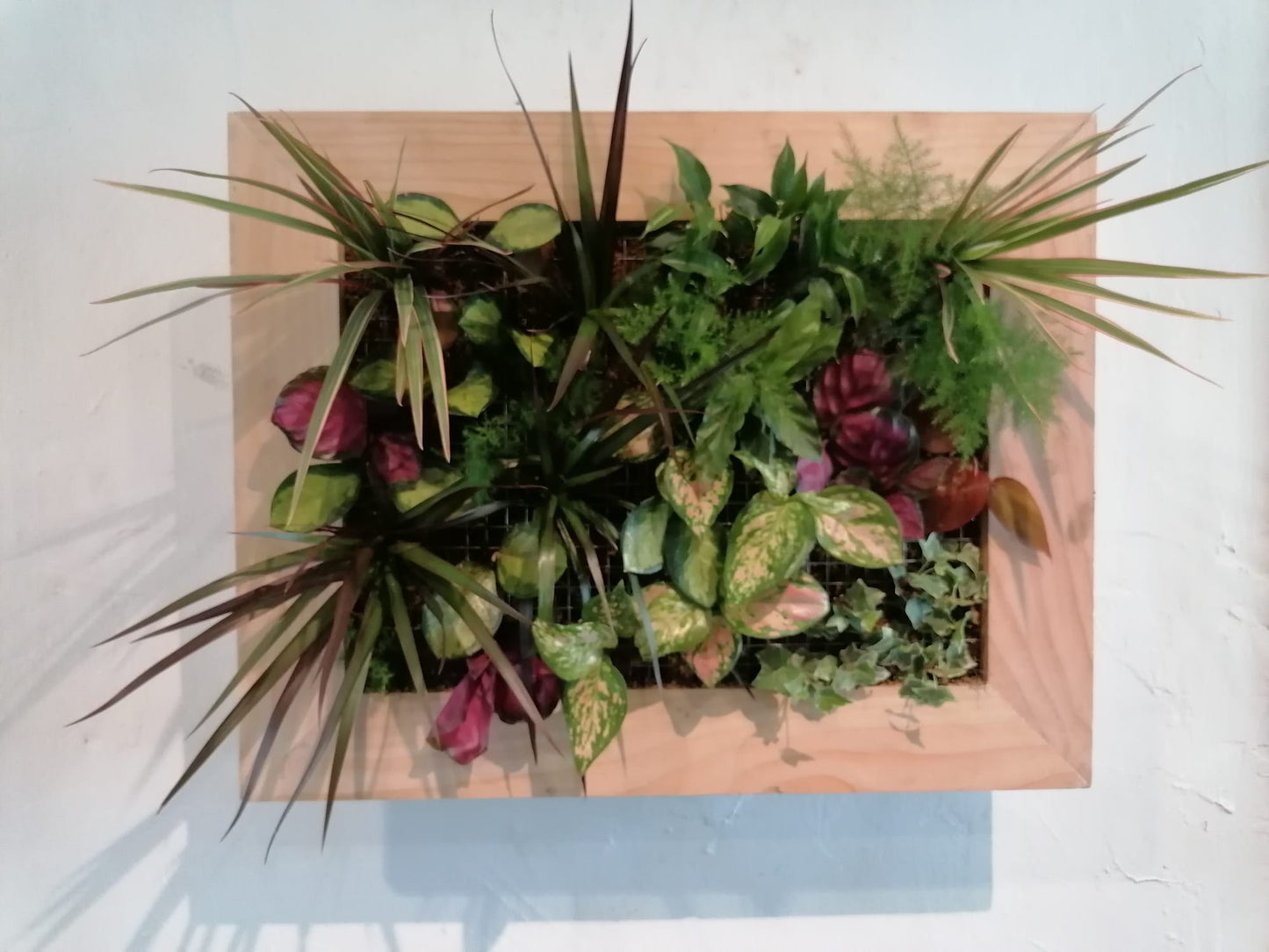 Mon jardin suspendu taille LARGE - planté