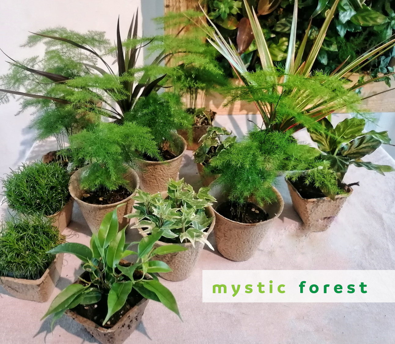 Mon jardin suspendu taille MEDIUM - planté