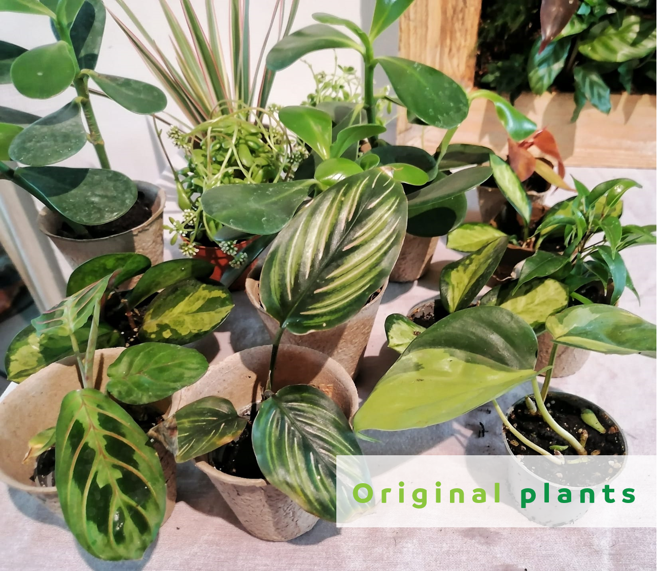 Mon jardin suspendu taille MEDIUM - planté
