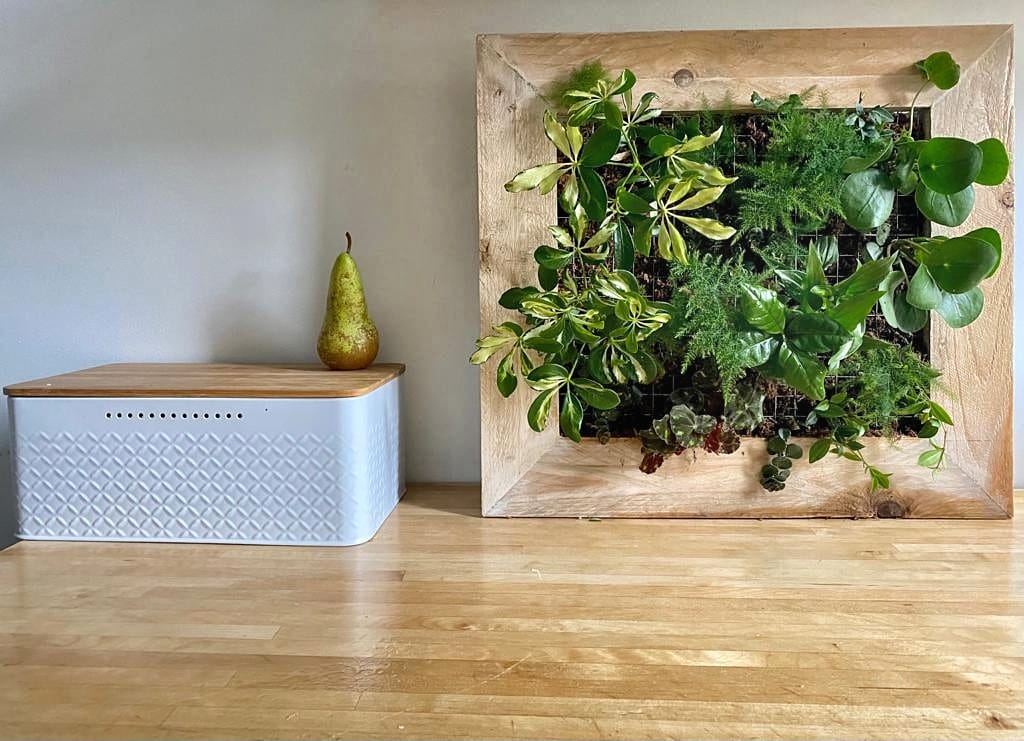 Mon jardin suspendu taille MEDIUM - planté