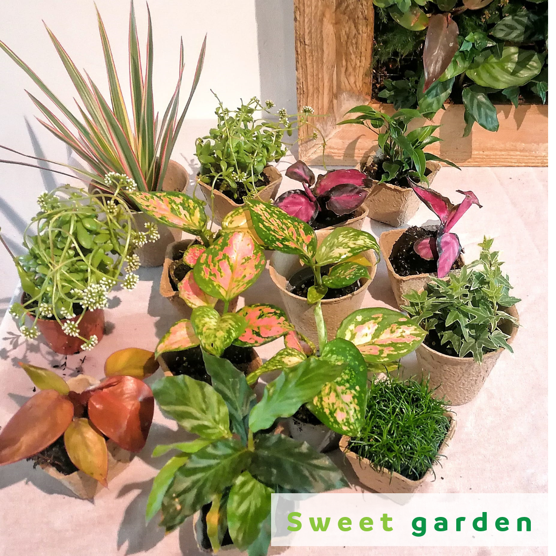 Mon jardin suspendu taille MINI - planté