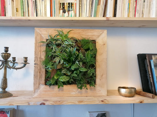 Mon jardin suspendu taille MEDIUM - planté