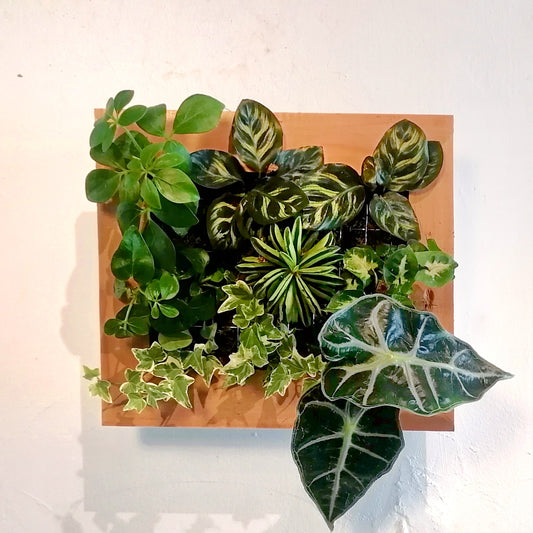 Mon jardin suspendu taille MINI - planté